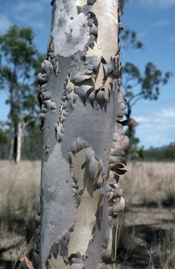 APII jpeg image of Corymbia aparrerinja subsp. dallachiana  © contact APII