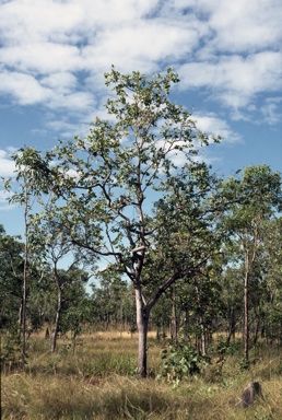 APII jpeg image of Corymbia chartacea  © contact APII