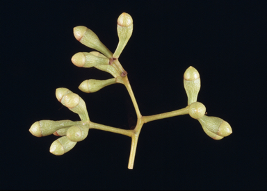 APII jpeg image of Eucalyptus leptophleba  © contact APII