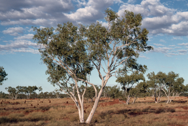 APII jpeg image of Eucalyptus leucophloia subsp. euroa  © contact APII