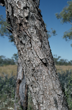 APII jpeg image of Eucalyptus limitaris  © contact APII