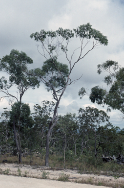 APII jpeg image of Eucalyptus lockyeri subsp. lockyeri  © contact APII