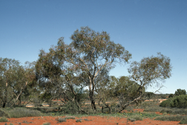 APII jpeg image of Eucalyptus mannensis subsp. mannensis  © contact APII