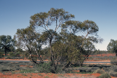 APII jpeg image of Eucalyptus mannensis subsp. mannensis  © contact APII