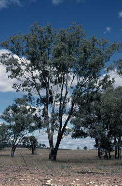 APII jpeg image of Eucalyptus melliodora  © contact APII