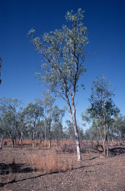 APII jpeg image of Eucalyptus microneura  © contact APII