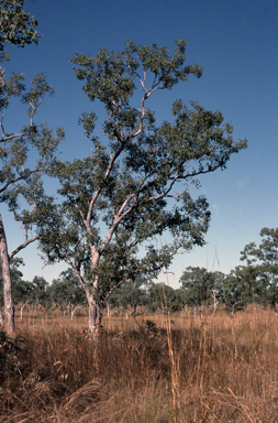 APII jpeg image of Eucalyptus oligantha  © contact APII