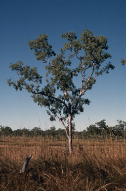 APII jpeg image of Eucalyptus oligantha  © contact APII