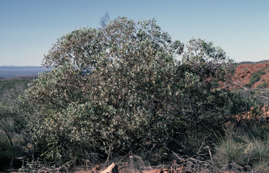 APII jpeg image of Eucalyptus orbifolia  © contact APII