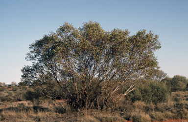 APII jpeg image of Eucalyptus oxymitra  © contact APII