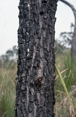 APII jpeg image of Eucalyptus paedoglauca  © contact APII