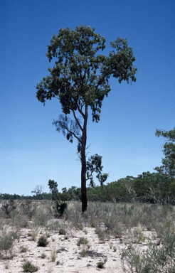 APII jpeg image of Corymbia plena  © contact APII