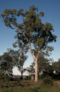 APII jpeg image of Eucalyptus populnea  © contact APII