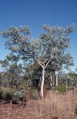 APII jpeg image of Eucalyptus pruinosa  © contact APII