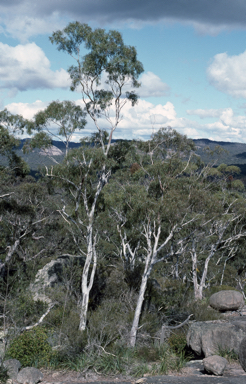 APII jpeg image of Eucalyptus scoparia  © contact APII