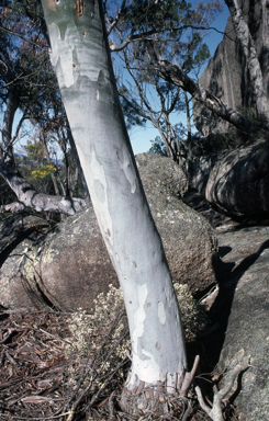 APII jpeg image of Eucalyptus scoparia  © contact APII