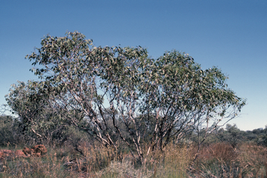 APII jpeg image of Eucalyptus sessilis  © contact APII