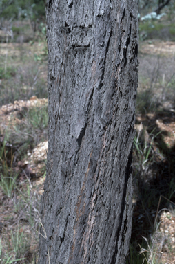 APII jpeg image of Eucalyptus shirleyi  © contact APII