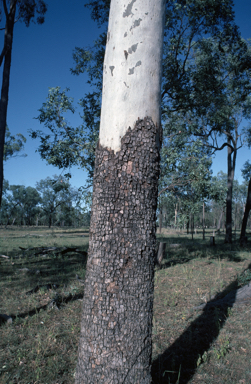 APII jpeg image of Corymbia tessellaris  © contact APII