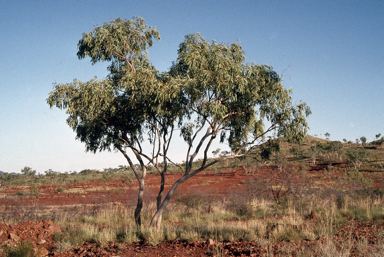 APII jpeg image of Eucalyptus leucophylla  © contact APII