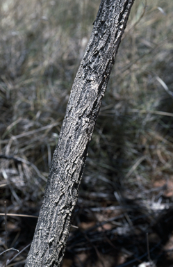 APII jpeg image of Eucalyptus melanophloia  © contact APII