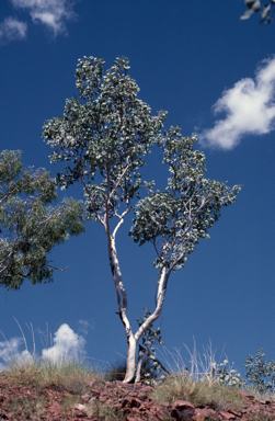 APII jpeg image of Eucalyptus ordiana  © contact APII