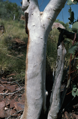 APII jpeg image of Eucalyptus ordiana  © contact APII