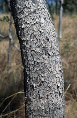 APII jpeg image of Corymbia papillosa  © contact APII