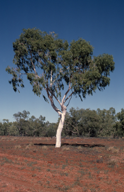 APII jpeg image of Corymbia aparrerinja  © contact APII