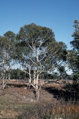 APII jpeg image of Eucalyptus pauciflora subsp. paucifora  © contact APII