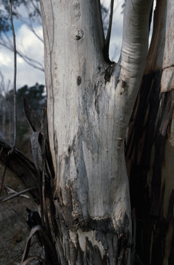 APII jpeg image of Eucalyptus pauciflora subsp. paucifora  © contact APII