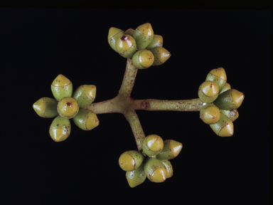 APII jpeg image of Corymbia peltata  © contact APII