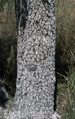 APII jpeg image of Corymbia cadophora subsp. cadophora  © contact APII