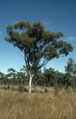 APII jpeg image of Eucalyptus persistens  © contact APII