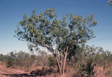 APII jpeg image of Eucalyptus phoenicea  © contact APII