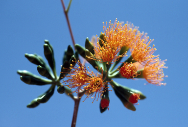 APII jpeg image of Eucalyptus phoenicea  © contact APII