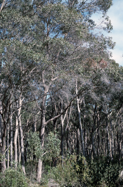 APII jpeg image of Eucalyptus radiata subsp. radiata  © contact APII