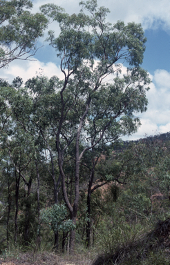 APII jpeg image of Corymbia rhodops  © contact APII