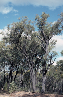 APII jpeg image of Eucalyptus rhombica  © contact APII