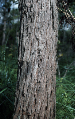 APII jpeg image of Eucalyptus robusta  © contact APII