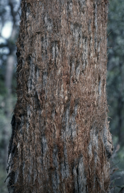 APII jpeg image of Eucalyptus rubiginosa  © contact APII