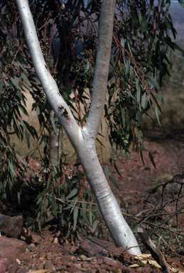 APII jpeg image of Eucalyptus repullulans  © contact APII