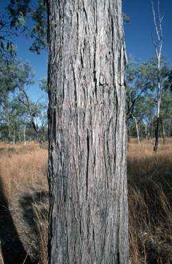 APII jpeg image of Eucalyptus tetrodonta  © contact APII