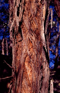 APII jpeg image of Eucalyptus boliviana  © contact APII