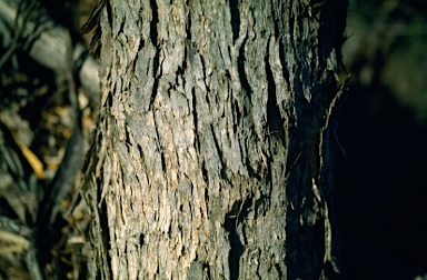 APII jpeg image of Eucalyptus brachycalyx  © contact APII