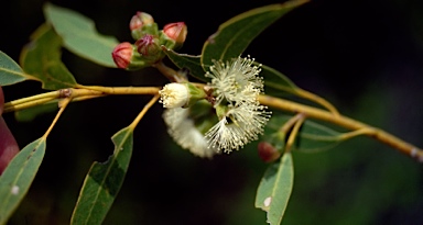 APII jpeg image of Eucalyptus calcicola  © contact APII