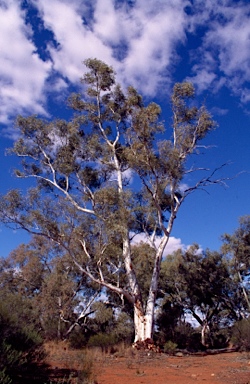 APII jpeg image of Eucalyptus camaldulensis subsp. arida  © contact APII