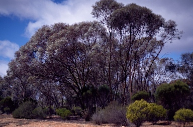 APII jpeg image of Eucalyptus campaspe  © contact APII