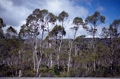 APII jpeg image of Eucalyptus coccifera  © contact APII