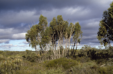 APII jpeg image of Eucalyptus decipiens subsp. decipiens  © contact APII